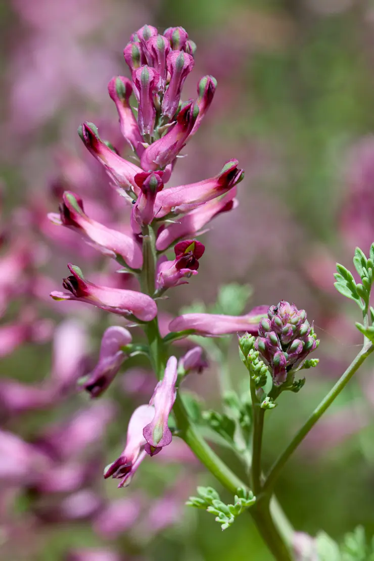 Echter Erdrauch (Fumaria officinalis)